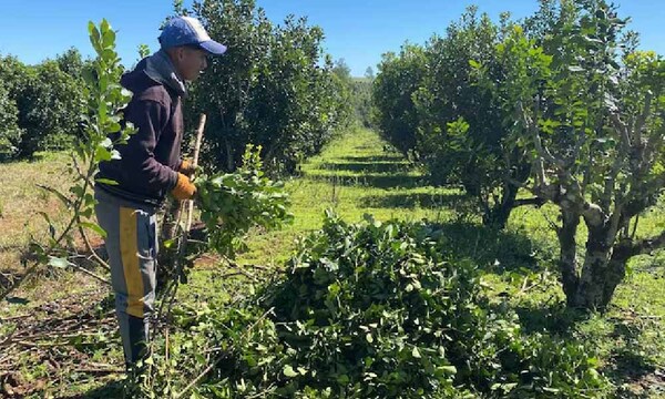 Yerbateros de Itapúa destruyen sus propias plantaciones en protesta contra bajos precios – Prensa 5