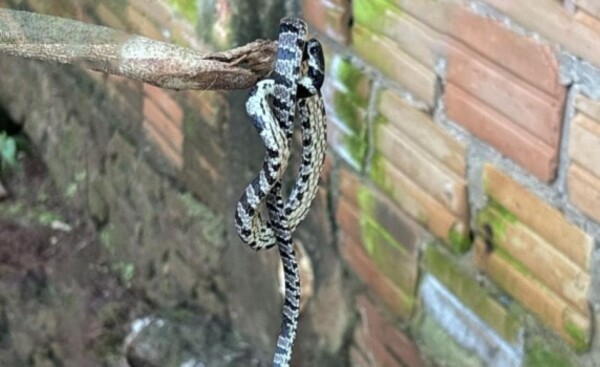 Rescate de fauna y flora en torno a las obras del puente río Monday