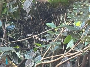 Rescatan animales de la zona de construcción del puente sobre el río Monday - ADN Digital