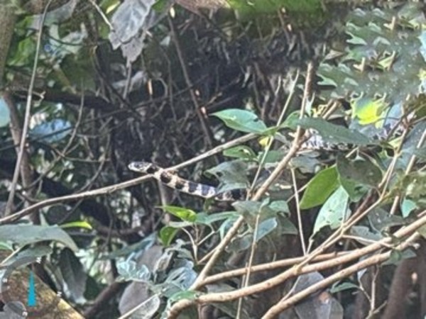 Rescatan animales de la zona de construcción del puente sobre el río Monday - ADN Digital