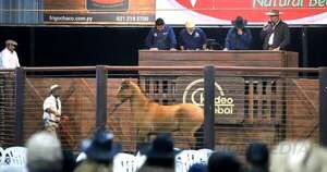 La Nación / Venta absoluta: reñida puja por caballos criollos