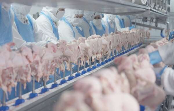 Confían en que envío de carne de ave a Taiwán será este año - Economía - ABC Color
