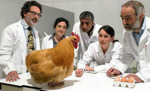 ¿Qué fue primero, el huevo o la gallina? La IA de ChatGPT responde » San Lorenzo PY