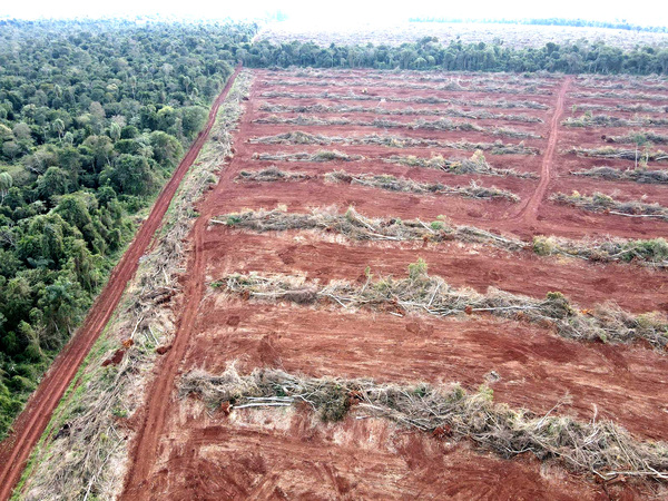 Descomunal deforestación en Minga Porã con aval de la Fiscalía y el MADES - La Clave