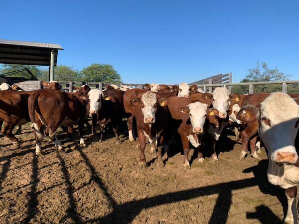 Chaco: sequía desplazó a más de 100.000 cabezas de ganado de la zona de Pozo Hondo - Noticias del Chaco - ABC Color