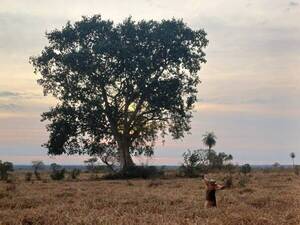 Un árbol y su guardián ganan mejor fotografía de naturaleza