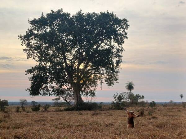 Un árbol y su guardián ganan mejor fotografía de naturaleza