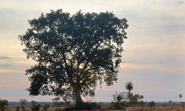 ¡Chúlina! Mirá la tierna imagen que ganó la “mejor fotografía de naturaleza”