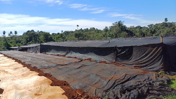 Heladas golpean a Alto Paraná e Itapúa y afectan a los cultivos