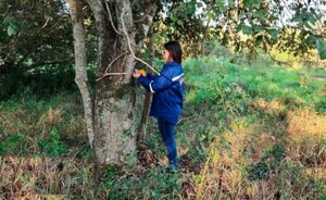 Tirica, zorrillo, mykuré y koatí , protegidos en Puerto Indio