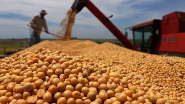 Caída de precio de soja dejaría USD 1.000 millones menos, advierten