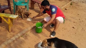 Dieron de comer a perros callejeros en honor a San Roque