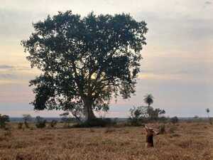 A Todo Pulmón: Un árbol y su peculiar guardián, ganadores de la mejor fotografía de la naturaleza - trece