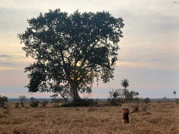 A Todo Pulmón: Un árbol y su peculiar guardián, ganadores de la mejor fotografía de la naturaleza - trece
