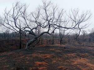 Incendios forestales afectan más de un millón de hectáreas en la mayor región de Bolivia - Mundo - ABC Color