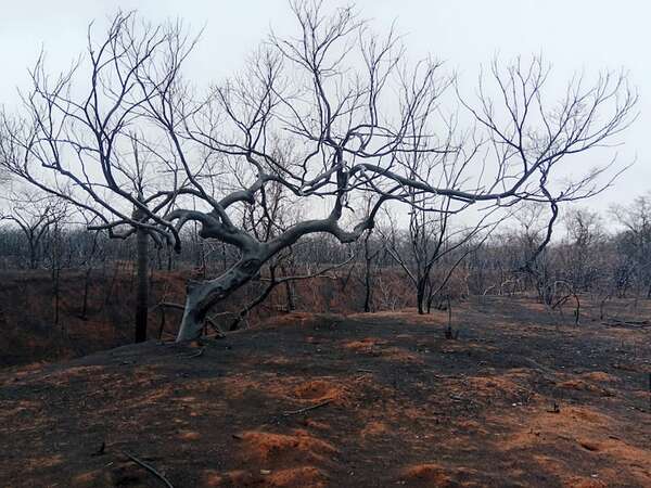 Incendios forestales afectan más de un millón de hectáreas en la mayor región de Bolivia - Mundo - ABC Color