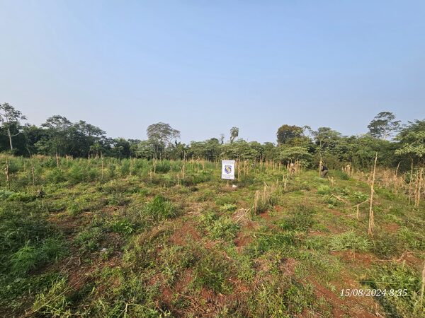 Antidrogas destruyen tres hectáreas de plantación de marihuana en Ñacunday - La Clave