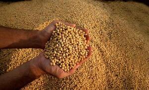 Caída de los precios de la soja empuja a mayor producción para empatar costos