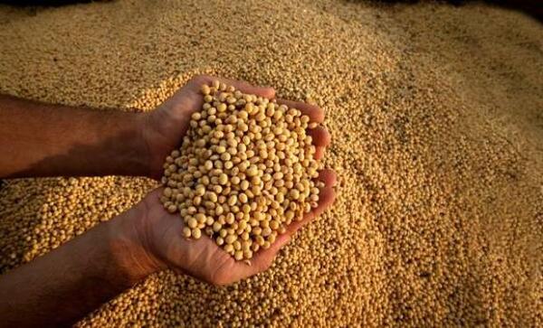 Caída de los precios de la soja empuja a mayor producción para empatar costos