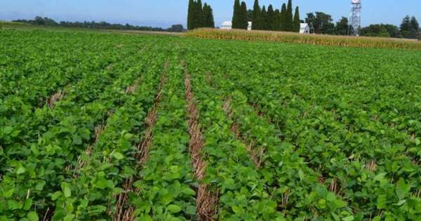 La Nación / Afirman que el fenómeno La Niña no llegará y el impacto será el de un Niño neutral
