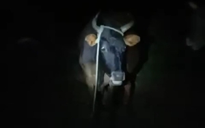 Agentes policiales impiden robo de vacunos en una compañía en San José - Noticiero Paraguay