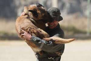 ¡Hora de jubilarse! Los perros policías también se retiran (y reciben homenajes) - Mascotas - ABC Color