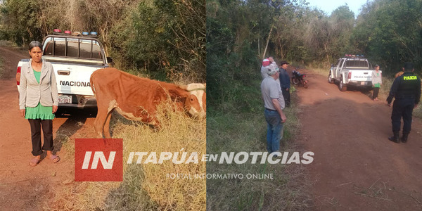 TRAS ABIGEATO RECUPERARON ANIMAL VACUNO EN ITAPÚA POTY - Itapúa Noticias