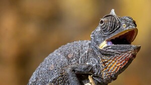 Viena logra primer nacimiento en cautiverio de crías de camaleón del desierto