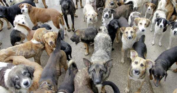 La Nación / Tiktoker cumplió su promesa y dio de comer a 50 perros de la calle