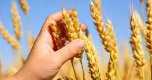 La Nación / Heladas afectaron a cultivos y productores no reportaron aún pérdidas