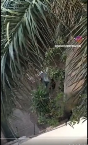 [VIDEO] Denuncian que joven se pasa torturando a dos perritos