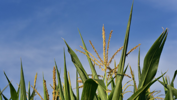 Paraguay aporta su grano al mundo: Exportaciones de maíz repuntan gracias a mejoras logísticas