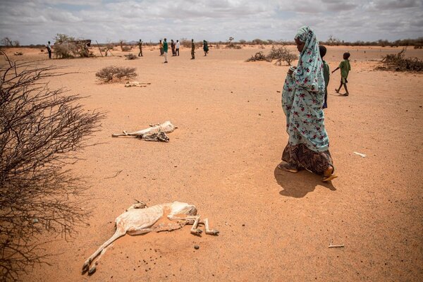 La peor sequía en un siglo mantiene en crisis alimentaria a 70 millones de personas en el sur de África - .::Agencia IP::.