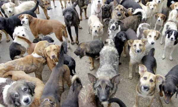Tiktoker cumplió su promesa y dio de comer a 50 perros de la calle – Prensa 5