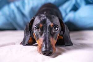 Mascotas: ¿Puedo sacarle los piques a mi perro en casa? - Mascotas - ABC Color