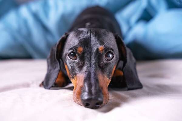Mascotas: ¿Puedo sacarle los piques a mi perro en casa? - Mascotas - ABC Color