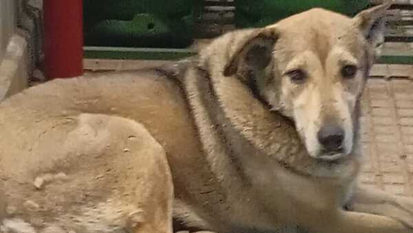 Denuncian a jagua ñarõ de surtidor en Ypané