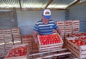 Productores exigen un mayor apoyo del Gobierno y lucha contra el contrabando - Nacionales - ABC Color