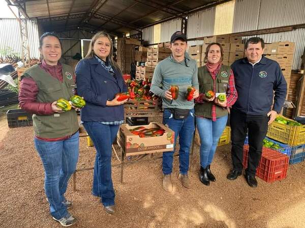 Horticultor de Yguazú obtuvo sello de calidad para locotes de colores - La Clave