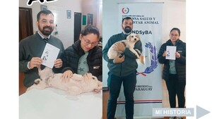 Adoptan a perro quemado con agua caliente: solo quería comer un pancho