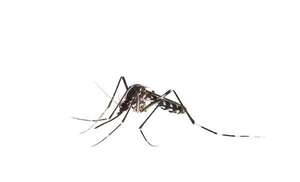 Hoy es el  Día Mundial del Mosquito - Mascotas - ABC Color