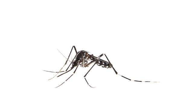 Hoy es el Día Mundial del Mosquito - Mascotas - ABC Color