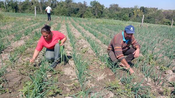 Productores de cebolla piden asistencia técnica del MAG - Nacionales - ABC Color