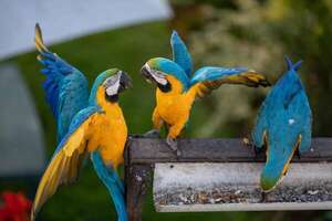 Aves como mascotas: cómo registrarlas, cuánto cuesta y por qué es mejor no tenerlas - Mascotas - ABC Color