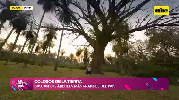 Colosos de la Tierra: en busca de los árboles más grandes del país - Ensiestados - ABC Color
