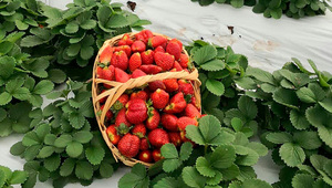 Productores de frutilla se muestran optimistas y adoptan medidas para la sostenibilidad del cultivo