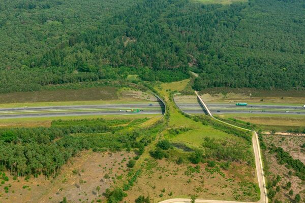 El primer viaducto para animales silvestres se construirá en Alto Paraná - La Clave