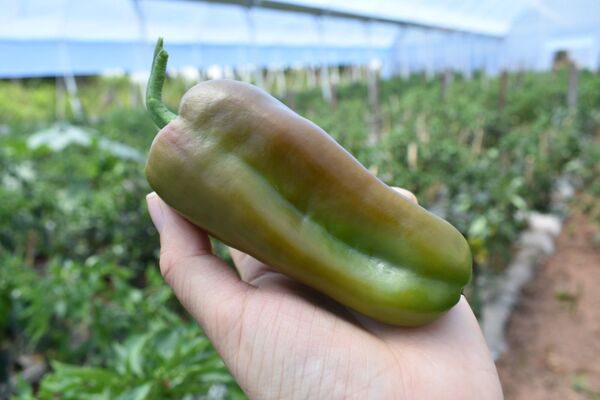 Ruedas de negocios continúan asegurando comercialización de pequeños productores y mipymes en programa Hambre Cero - .::Agencia IP::.