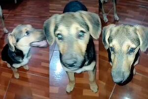 Pepeta  - Encontrá a tu mascota - ABC Color
