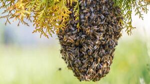 Unos 150 colegiantes fueron atacados por abejas en Belén